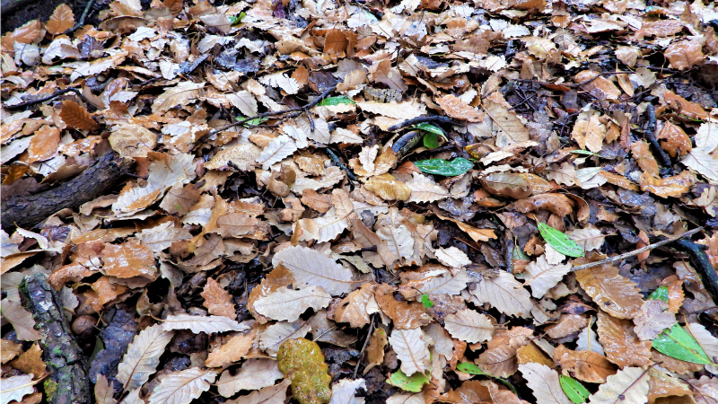 Biodiversité